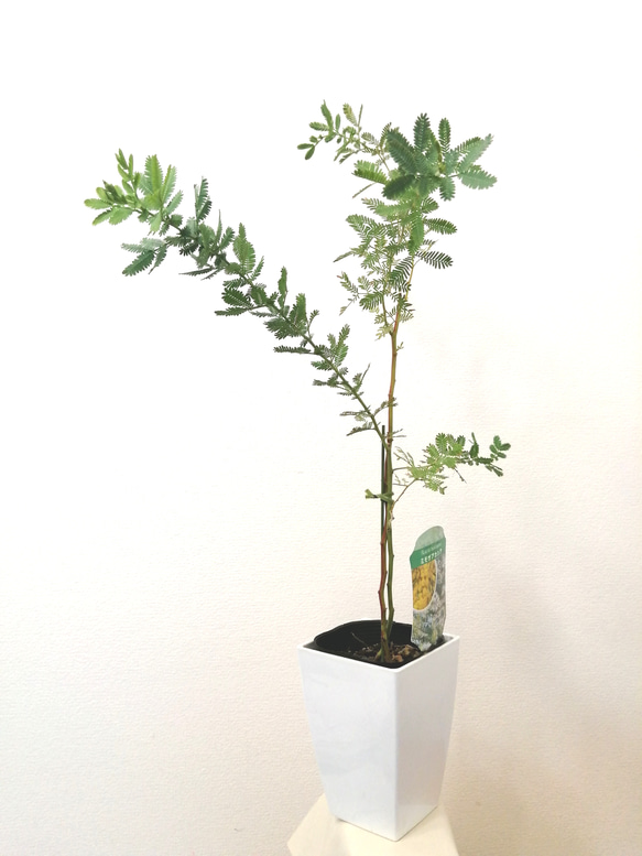 ミモザ アカシア 2本立ち Squarelong鉢 アートフラワー T's Room 通販