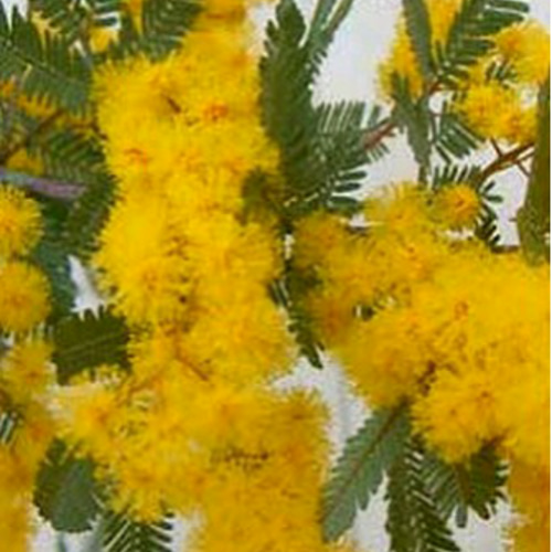 ミモザ アカシア 2本立ち Squarelong鉢 アートフラワー T's Room 通販