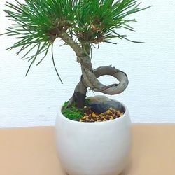 松の盆栽 大きめ 陶器製鉢 ねじり黒松＆DryMoss化粧石付 陶器丸鉢 盆栽仕立て アートフラワー