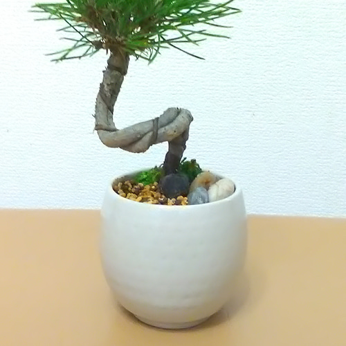 ねじり黒松＆DryMoss化粧石付 陶器丸鉢 盆栽仕立て アートフラワー