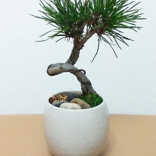 黒松の盆栽 陶器鉢 ねじれた幹 ねじり黒松＆DryMoss化粧石付 陶器丸鉢 盆栽仕立て アート