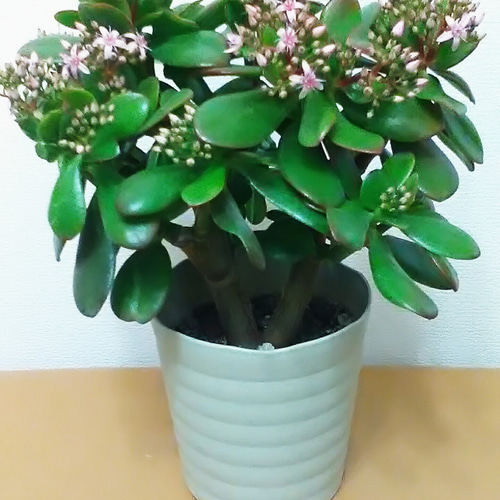 金のなる木「花月」大株 花芽付き 鉢カバー付き アートフラワー T