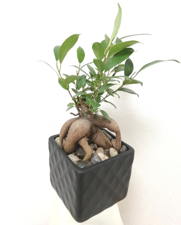 多幸の樹「ガジュマル」絡み株＆化粧石付き 黒陶器鉢 Square アート