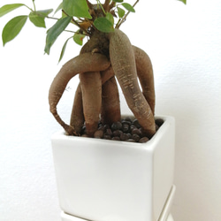 多幸の樹「ガジュマル」芸術的株　白陶器鉢　Square 7枚目の画像