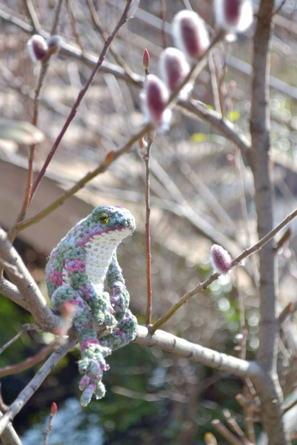 春を待つカエル 3枚目の画像