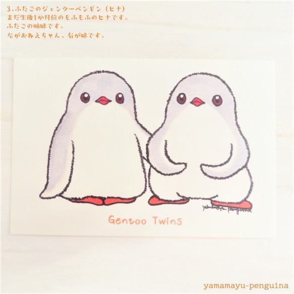 ふたごのペンギンたちポストカード－シリーズ(1)－【4枚セット】 4枚目の画像