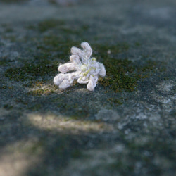 Yansheng Antlerかぎ針編みのイヤリング＃3 1枚目の画像