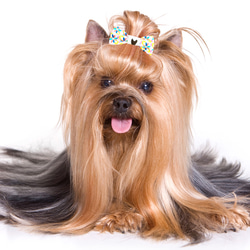 FRENCHIE時尚生活新款最新寵物法鬥狗全棉髮飾 第4張的照片