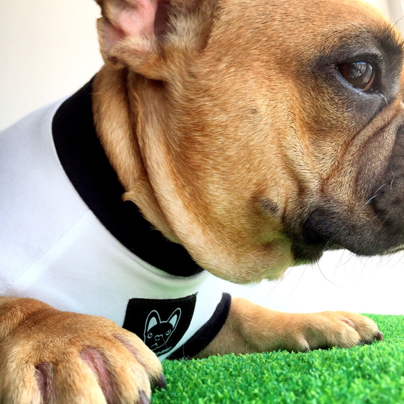 Frenchieの新しいファッション四季の綿の袖なしのベストの犬服 2枚目の画像