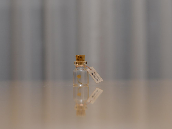 光るキノコ「アリノトモシビタケ」極々々小コルク瓶ＳＳ 1枚目の画像