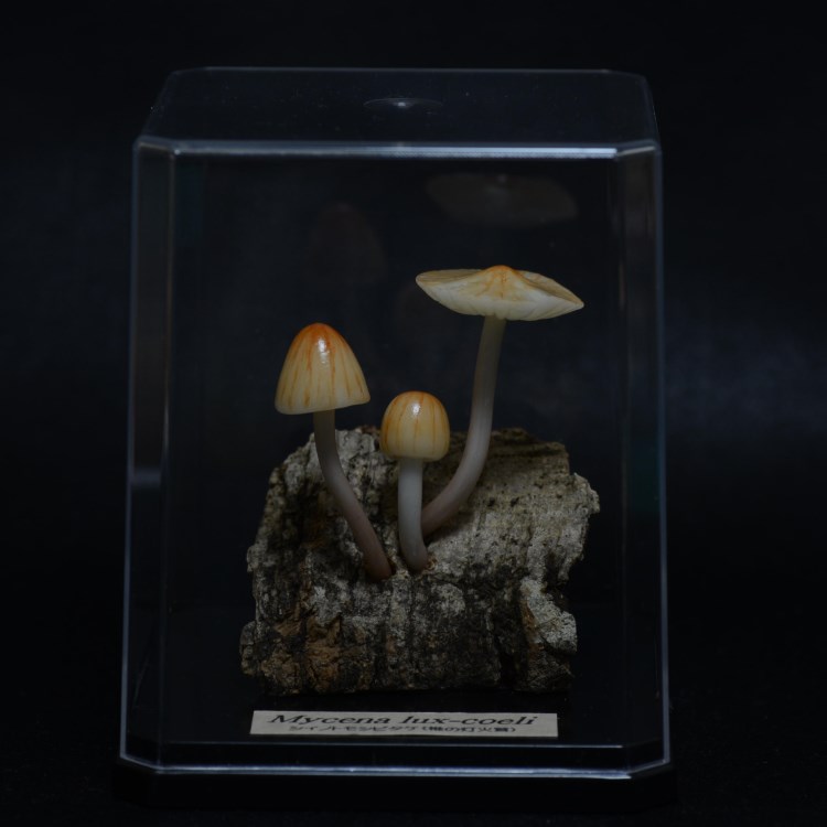 きのこ様　GA 光の空間１・２ きのこ様 GA 光の空間1・2 本