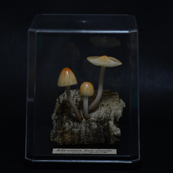 きのこ様　GA 光の空間１・２ セラミックライト マッシュルーム 北欧風キノコライト