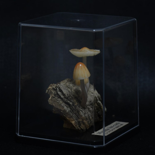 光るキノコ「シイノトモシビタケ」001 その他置物 くさびら工房