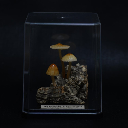 【廃盤】ウサギノネドコ uninoco ウニ　ソラキューブ キノコ きのこ 置物 廃盤】ウサギノネドコ uninoco ウニ ソラキューブ キノコ きのこ 置物