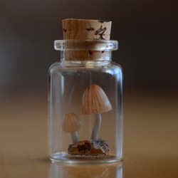 光るキノコ「シイノトモシビタケ」極小コルク瓶007 5枚目の画像