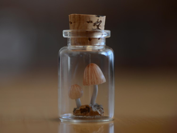 光るキノコ「シイノトモシビタケ」極小コルク瓶007 5枚目の画像