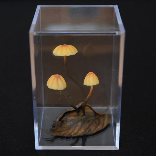 ハリガネオチバタケ（針金落葉茸）」キューブ001 その他インテリア雑貨