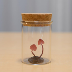 「ハナオチバタケ（花落葉茸）」コルク瓶002 2枚目の画像