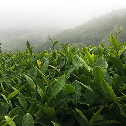 べにふうき専門茶園のオーガニック和紅茶 基本ブレンド 4枚目の画像