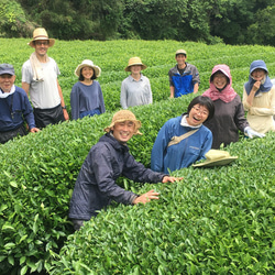 べにふうき専門茶園のオーガニック和紅茶 基本ブレンド 5枚目の画像