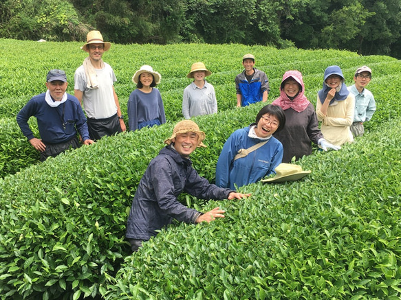 べにふうき専門茶園のオーガニック緑茶 メチル化カテキンが豊富 4枚目の画像