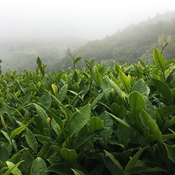 べにふうき専門茶園の春摘みオーガニック和紅茶 first flush 3枚目の画像