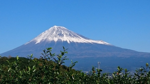 富士山のキーホルダー 天然木（センノキ/エンジュ） 3枚目の画像