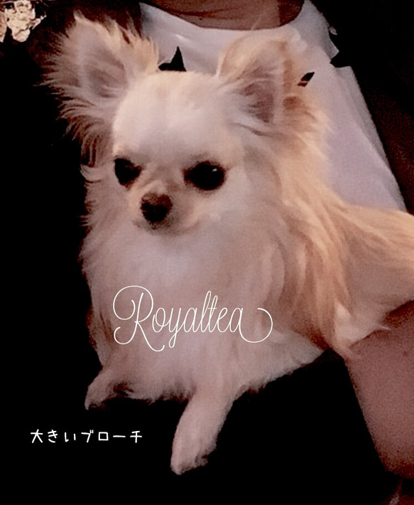 Royalteaちゃん専用ページ 2枚目の画像