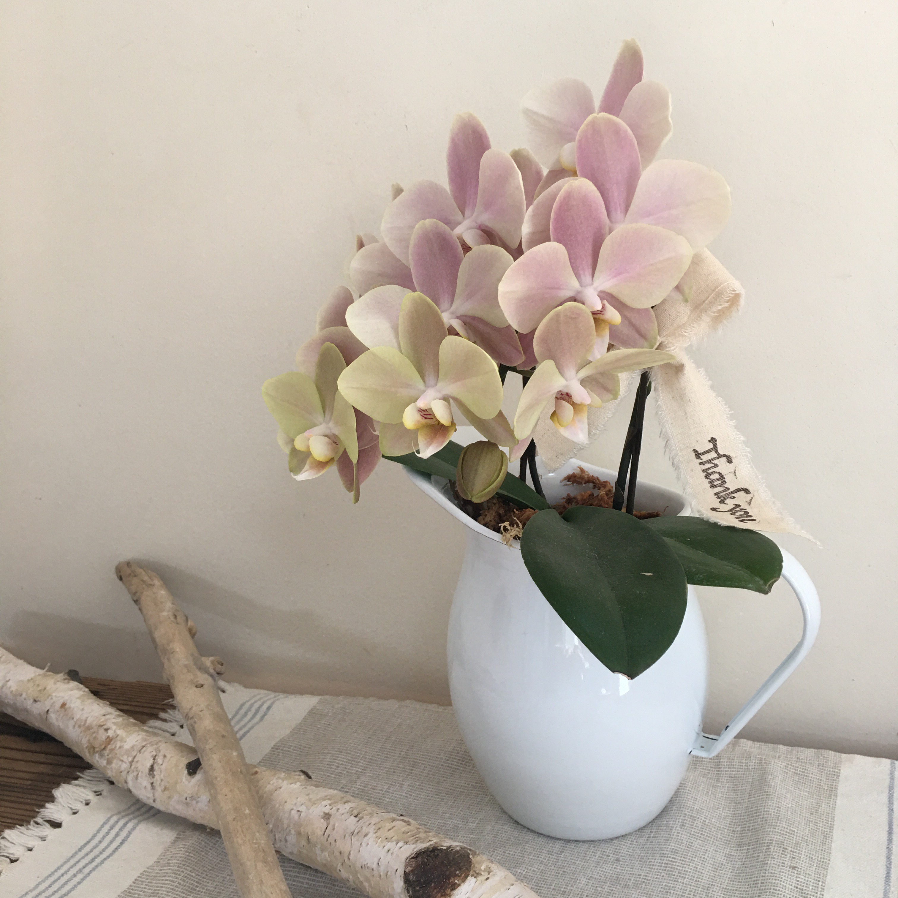 ７日入荷⭐️蘭工房オリジナル品種レア⭐️マザーチーク３株6本立ちセット ７日入荷⭐️蘭工房オリジナル品種レア⭐️マザーチーク３株6本立ちセット