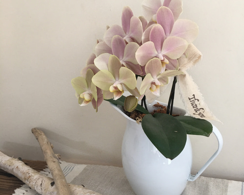 0_9aeae90599c441255ad9889a5f24