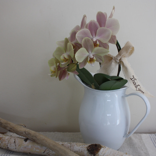 ２７日入荷分蘭工房オリジナル品種⭐️マザーチーク３株⭐️３本立ち 27日入荷分蘭工房オリジナル品種⭐️マザーチーク3株⭐️3本