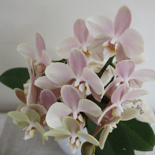 母の日】胡蝶蘭（マザーチーク）ホーローピッチャー 多肉植物