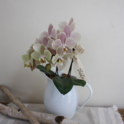 母の日】胡蝶蘭（マザーチーク）ホーローピッチャー 多肉植物 Karan ka