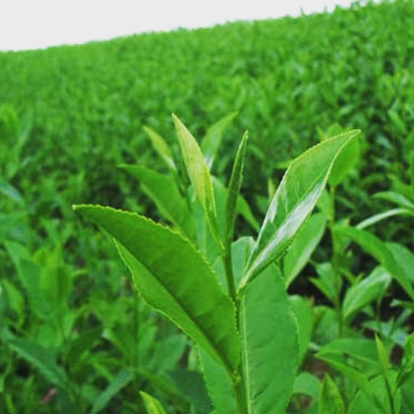 【静岡茶】茶葉ニョッキ&アスパラとベーコン抹茶チーズクリームソース(2〜3人前) 4枚目の画像