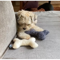 ソフトボーンS　犬のおもちゃ　ペットのおしゃれインテリアに　ペットグッズ  音が出るおもちゃ 2枚目の画像