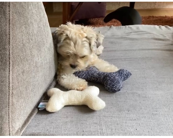 ソフトボーンS　犬のおもちゃ　ペットのおしゃれインテリアに　ペットグッズ  音が出るおもちゃ 2枚目の画像
