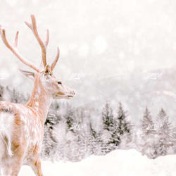 鹿、森と山と降る雪 5枚目の画像
