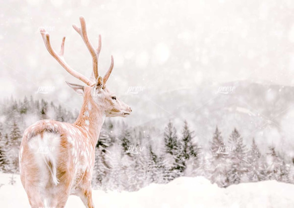 鹿、森と山と降る雪 5枚目の画像