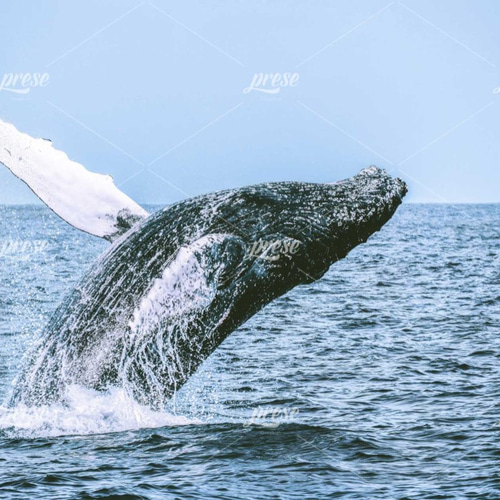 ザトウクジラのジャンプ、クジラがジャンプする夢 写真・グラフィック
