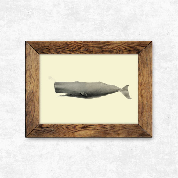 ヴィンテージなマッコウクジラ、海洋学者のイラスト 2枚目の画像