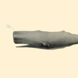 ヴィンテージなマッコウクジラ、海洋学者のイラスト 5枚目の画像