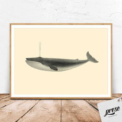 ヴィンテージなミンククジラ、海洋学者のイラスト 1枚目の画像