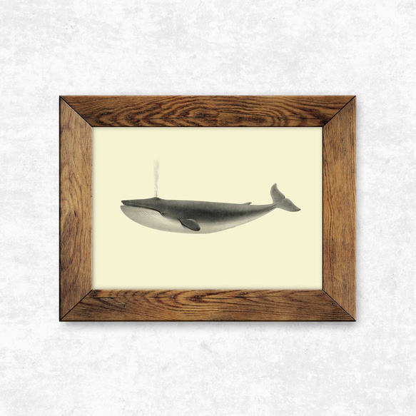 ヴィンテージなミンククジラ、海洋学者のイラスト 2枚目の画像