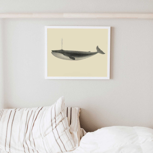 ヴィンテージなミンククジラ、海洋学者のイラスト 3枚目の画像