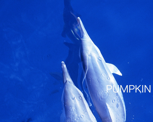 キネティックアート ISHIGURO製 イルカ ドルフィン 2個セット◆ Amazon.co.jp: FOMIYES ドルフィン ギフト クリスタル イルカ 置物