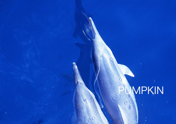 海原をいく PH-A4-05 写真 イルカ ドルフィン オーストラリア 写真