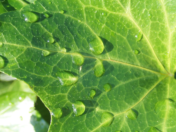 育み　　PH-A4-0８     写真　水　うるおい　水滴　光　光の粒　雨粒 　昆虫　　　 1枚目の画像