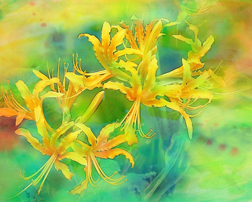 黄色い花　絵画 楽天市場】絵画 足立弘樹 黄色い花 F6 油絵 絵画 インテリア 額