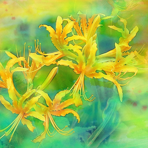 Amazon.co.jp: 絵画 ひまわり 花の絵 風景 「Sunny Day」 黄色い