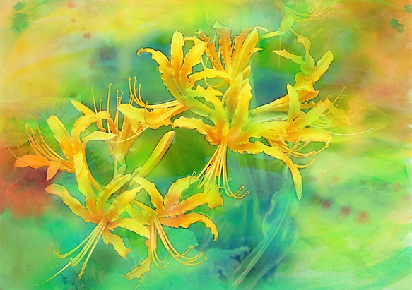 幸せな時間 PR-A4-022 写真画 黄色い花 花 イラスト アトリエ